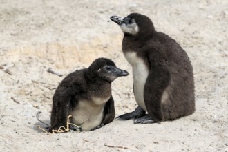 African penguin (Spheniscus demersus), two juveniles, Boulders Beach, Simonstown, Western Cape,