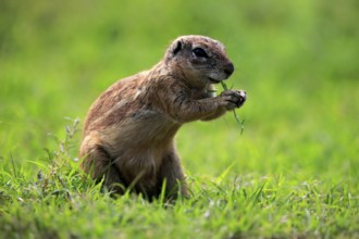 Cape ground squirrel (Xerus inauris), adult, alert, standing upright, feeding, Mountain Zebra