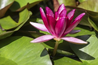 Water lily (Nymphaea), Emsland, Lower Saxony, Germany, Europe