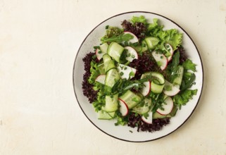 Vegetable salad, radishes and cucumbers, radish micro-greens, lettuce leaves, green onions,