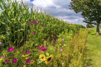 Flower strips on a maize field, the various flowers and plants not only beautify the landscape,