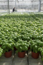 Agriculture, herb gardening, basil plants in pots, in a greenhouse