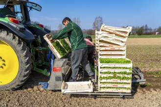 Agriculture, herb gardening, parsley is planted in rows in a field with a planting machine