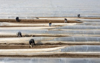 Asparagus harvest in the Rhineland, asparagus pickers at work in an asparagus field covered with