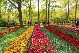 The Keukenhof, gardens, amusement park, spring park, spring flower show, near Lisse, South Holland,