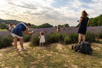 Lavender fields in East Westphalia Lippe, OWL, near the village of Fromhausen, near Detmold, the