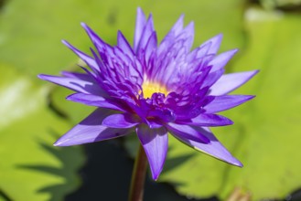 Purple water lily (Nymphaea), Bavaria, Germany, Europe