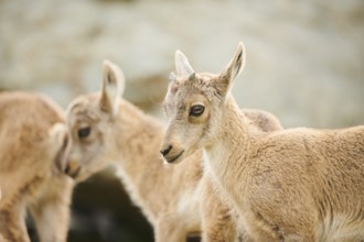 Alpine ibex (Capra ibex) youngster, portrait, wildlife Park Aurach near Kitzbuehl, Austria, Europe