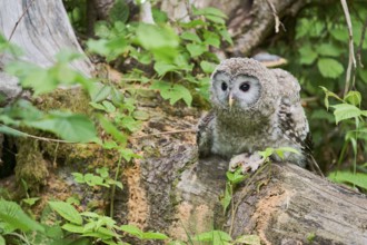 Ural owl (Strix uralensis) young bird, Bavaria, Germany, Europe