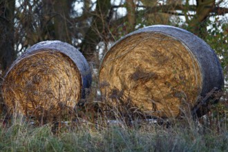 Hay bales on the banks of the Mulde, Middle Elbe Biosphere Reserve, Dessau-Roßlau, Saxony-Anhalt,