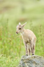 Alpine ibex (Capra ibex) youngster, standing on a rock, wildlife Park Aurach near Kitzbuehl,