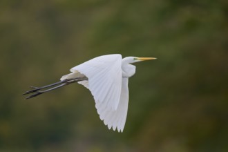 Great egret (Ardea alba) in flight, Lower Saxony, Germany, Europe