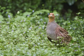 Gray partridge (Perdix perdix), Bavaria, Germany, Europe