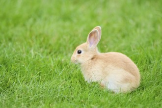 Domesticated rabbit (Oryctolagus cuniculus forma domestica) sitting on a meadow, Bavaria, Germany,