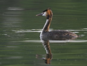 Great Crested Grebe (Podiceps Scalloped ribbonfish) swimming on a pond, Thuringia, Germany, Europe