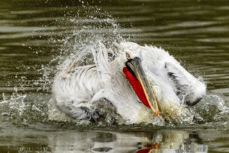 Dalmatian pelican (Pelecanus crispus), bathing, France, Europe