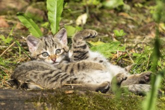 A tabby kitten lying relaxed in the forest on mossy ground between grass and leaves, wildcat (Felis