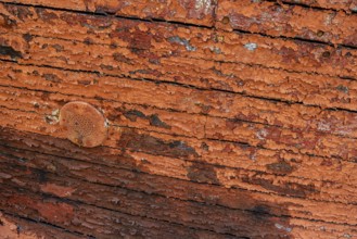 Colourful ship's planks, rotten hull and old planks of a ship, close-up of the underwater hull.