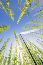 View from below of tall, symmetrically growing plants against a clear blue sky, hop garden,