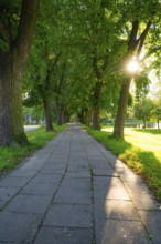 Elongated path with cobblestones, flanked by tall trees and illuminated by the setting sun,