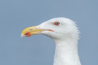 Portrait of a herring gull (Larus argentatus) in the cliffs of the Atlantic Ocean. Camaret, Crozon,