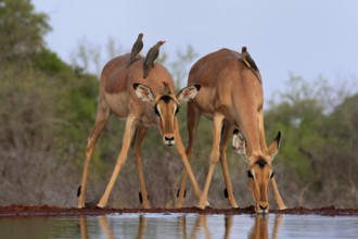 Black heeler antelope (Aepyceros melampus), adult, female, two females, at the water, drinking,