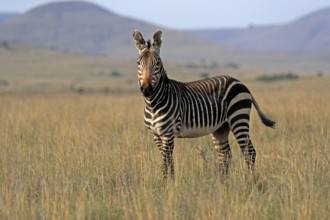 Cape Mountain Zebra (Equus zebra zebra), adult, foraging, Mountain Zebra National Park, Eastern