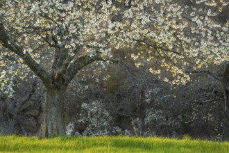 A white blossoming fruit tree in a meadow in spring, other trees in the background. Sunshine,