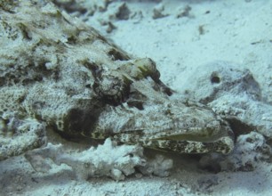 Crocodile fish (Papilloculiceps longiceps), underwater photo, dive site reef Bluff Point, Red Sea,