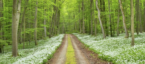 Panorama, hiking trail through the ramson (Allium ursinum) in the beech forest, Hainich National