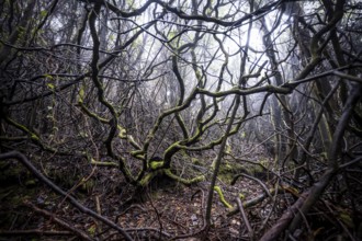 Dense branches in foggy rainforest, Poás National Park, central highlands, Alajuela province, Costa