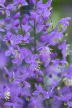 Chinese meadow rue (Thalictrum delavayi), Mecklenburg-Western Pomerania, Germany, Europe