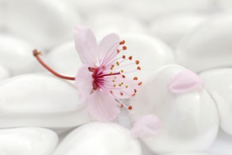 Cherry plumsblue (Prunus cerasifera) on stones, plum blossoms, purple-leaf plum