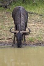 Blue wildebeest (Connochaetes taurinus), Sabi Sabi Game Reserve, Kruger National Park, South