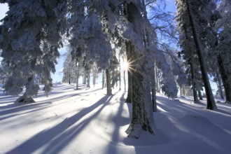 Snow-covered coniferous forest, Vaud Jura, Switzerland, Europe