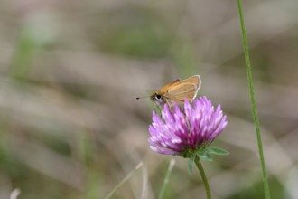 Essex skipper (Thymelicus lineola), Butterfly, Fritillary, Clover, Flower, Nature, The Brown