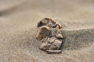 Old wood lying on the beach covered with sand, "Platja del Fangar", coast, nature reserve, ebro