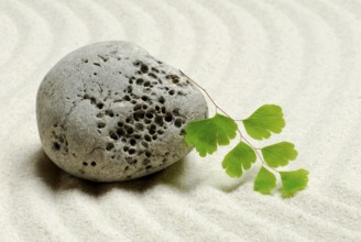 Stone and leaf of lady hair fern, in sand