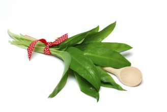 Ramsons (Allium ursinum) leaves, cooking spoon