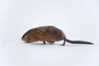 Muskrat (Ondatra zibethicus) running in the snow in winter, Germany, Europe