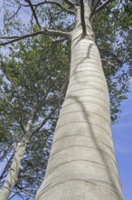 Exposed beech trees (Fagus sylvatica) tree trunks wrapped in burlap, jute as protection for bark