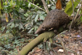 Long-tailed pangolin (Phataginus tetradactyla), Mangamba, Littoral Province, Cameroon, Africa