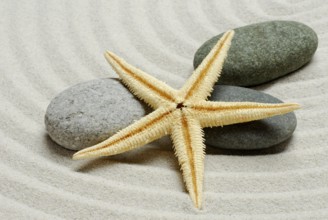 Dried starfish and stones, in sand