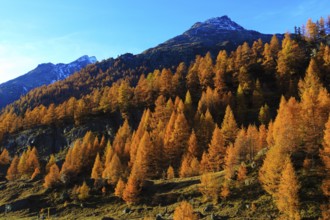 Lötschental, larch forest, Valais, Switzerland, Europe