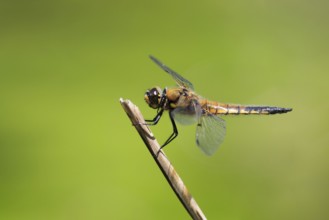 Four-spotted chaserige Libellula ( Libellula quadrimaculata) , Switzerland, Europe