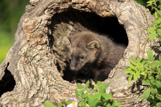 Pacific Fisher (Martes pennanti), young, 14 weeks, at den