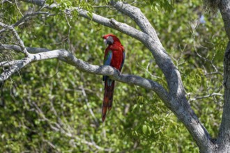 Red-and-green macaw (Ara chloroptera), Cambyretá, Esteros del Iberá, Corrientes Province,