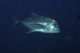 Thickhead spiny mackerel Caranx ignobilis.Mimaropa, Philippines, Asia, Balnek, Busuanga, Calamian