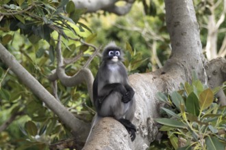 Dusky Leaf Monkey (Trachypithecus obscurus), male (Presbytis obscurus)