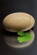 Stacked stones and leaf of lady hair fern